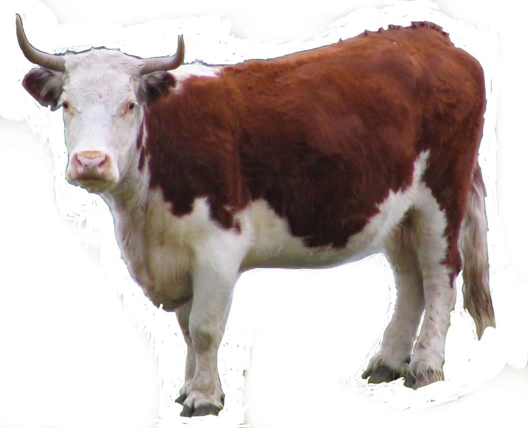 Mu the Cow simple, cut out photo, brown and white cow, sideways, blasé expression